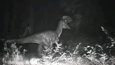 an image of a dinosaur in the dark with its head turned to look like it's coming out of the woods