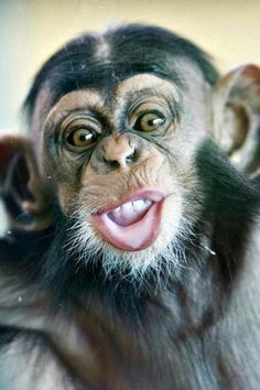 a close up of a monkey with its mouth open