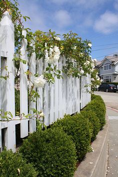 a white picket fence with roses growing on it