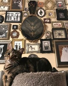 a cat laying on top of a chair in front of a wall full of pictures