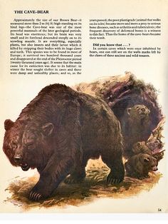 an illustration of two brown bears in the wild, with caption about their habitat