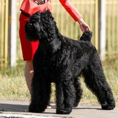 a black dog is being held by a woman in a red coat and skirt while walking down the street