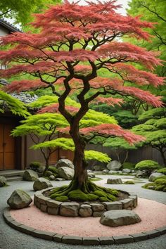 a small tree in the middle of a garden with rocks and trees around it,