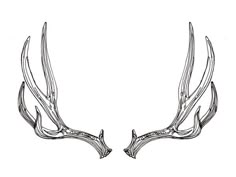 two deer's antlers are shown in this black and white drawing on paper