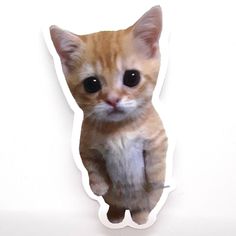 an orange kitten sticker on the side of a white wall, with eyes wide open