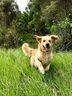 a dog running through the grass with its mouth open