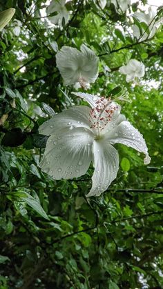 a white flower with water droplets on it's petals and green leaves in the background