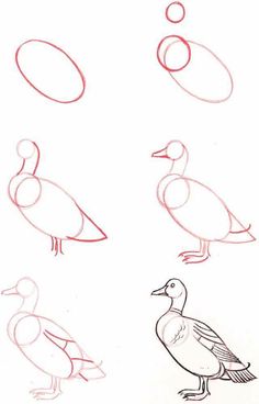 how to draw ducks step by step