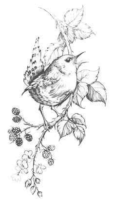 a black and white drawing of a bird on a branch with berries