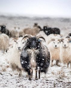 a herd of sheep standing on top of a snow covered field next to each other