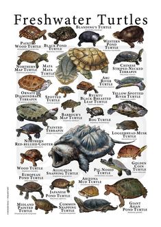 a poster with different types of turtles on it's back and front sides, including the