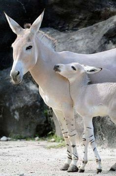 two white donkeys standing next to each other