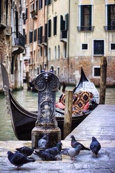 several pigeons are standing on the edge of a pier next to a gondola