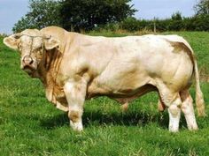 a white cow standing on top of a lush green grass covered field with trees in the background