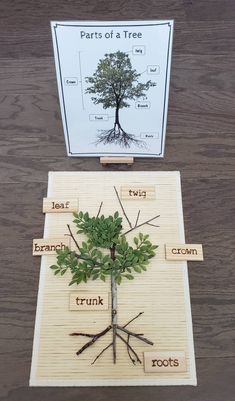 the parts of a tree are labeled in wooden blocks and placed next to each other