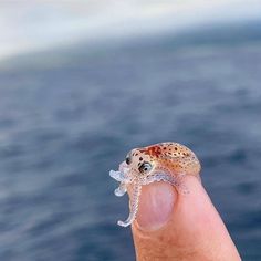 a hand holding a tiny animal on top of the ocean