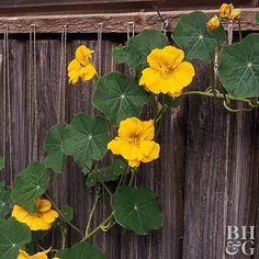 yellow flowers growing on the side of a wooden fence