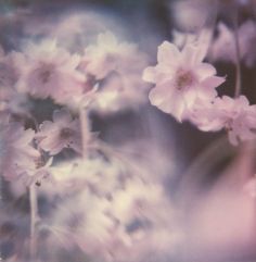 blurry photograph of pink flowers in bloom