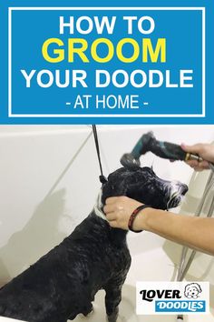 a dog is being groomed in the bathtub with text overlay that reads how to groom your doodle at home