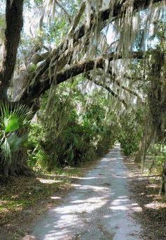 a dirt road surrounded by trees covered in spanish moss and hanging from the limbs of live oaks