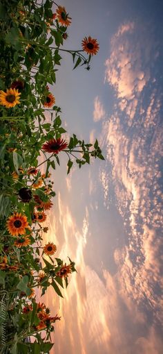 the sky is filled with clouds and sunflowers