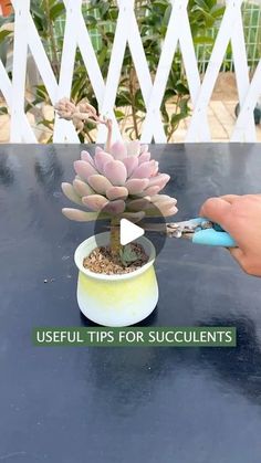 a person cutting into a small potted plant on top of a table with the words useful tips for succulents