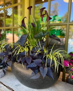 some purple flowers are in a black pot on a table next to a glass window