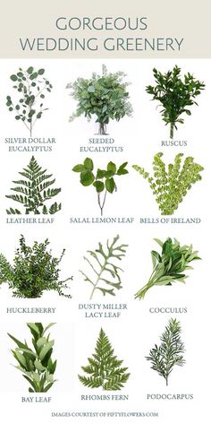 the different types of greenery are shown in this poster, which includes leaves and flowers