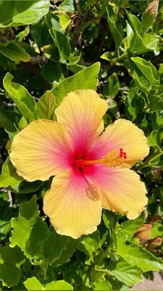 a yellow and pink flower with green leaves