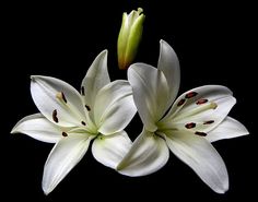 three white lilies are on a black background