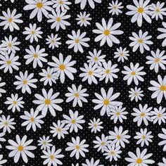 white daisies on black background with polka doting in the center and yellow centers