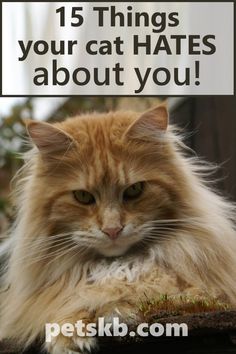 an orange cat with the caption 15 things your cat hates about you on it