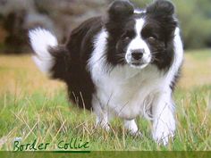 a black and white dog standing on top of a lush green field