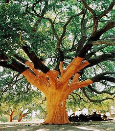 a large tree with lots of green leaves on it's branches in the shade