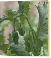 a close up of a plant with green leaves and fruits growing on it's stems