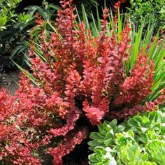 red flowers are blooming in the garden next to green plants and shrubs with white lettering that reads hgtv home