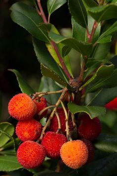 the fruit is growing on the tree and ready to be picked