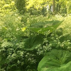 large green leaves in the middle of a forest filled with lots of trees and plants