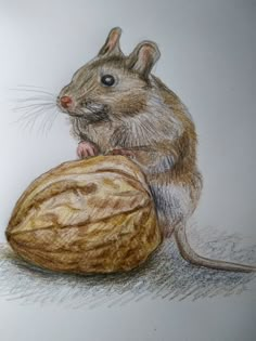 a drawing of a mouse and a walnut