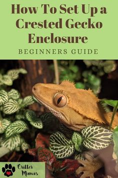 a gecko sitting on top of a green plant with the title how to set up a crested gecko enclosure beginner's guide