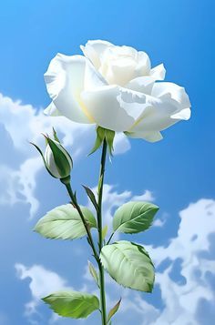 a single white rose with green leaves in front of a blue sky and fluffy clouds