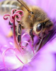 a bee sitting on top of a purple flower with its head in the middle of it's body