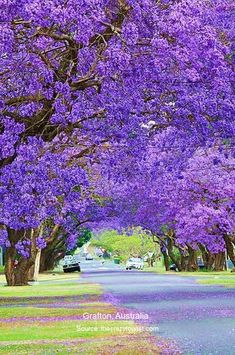 purple trees line the street in front of houses