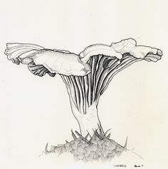 a pencil drawing of a mushroom on the ground