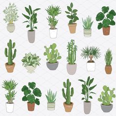 potted plants in different shapes and sizes on a white background with clippings