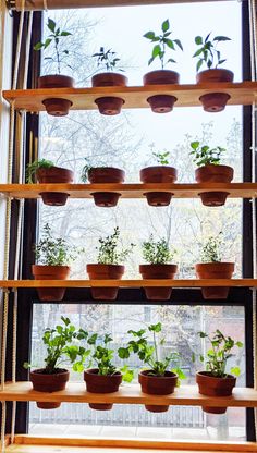 a window sill filled with potted plants on top of wooden shelves next to a window