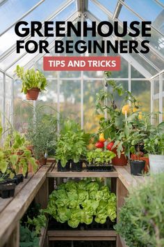 greenhouse for beginners tips and tricks