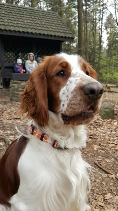 a brown and white dog sitting in the woods