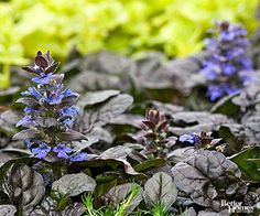 some blue flowers are growing in the grass