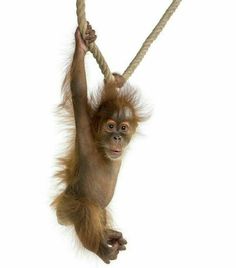 a baby oranguel hanging from a rope with its mouth open and hands in the air